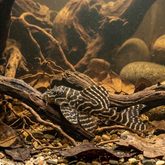 L333 King Tiger Pleco | PHypancistrus sp.