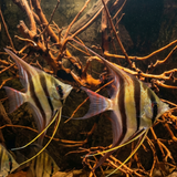 Altum Angelfish – Rio Negro (Brazil / Colombia) | Pterophyllum altum