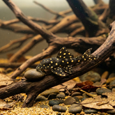 L201 Snowball Pleco | Hypancistrus sp.