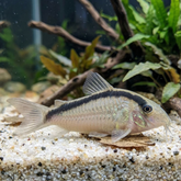 Skunk Corydoras / Bandit | Corydoras Arcuatus - Betta USA Aquatic