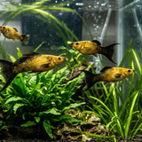 Golden Black Lyretail Molly – Poecilia sphenops - Betta USA Aquatic
