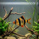 Tiger Barb | Puntigrus tetrazona