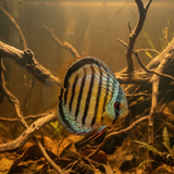Wild Green Discus | Symphysodon aequifasciatus - Betta USA Aquatic
