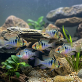 Breeding Pair - Angel Blue German Ram - Mikrogeophagus ramirezi