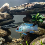 Electric Blue Acara | Andinoacara pulcher | Tank-Bred