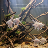 Platinum Angelfish | Pterophyllum scalare