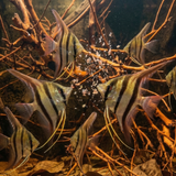 Altum Angelfish – Rio Negro (Brazil / Colombia) | Pterophyllum altum