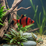 Starfire Red Tiger Barb | Puntigrus tetrazona