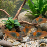 Orange Venezuelan Cory| Corydoras venezuelanus - Tank Bred