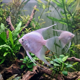 Platinum Angelfish | Pterophyllum scalare