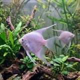Platinum Angelfish | Pterophyllum scalare