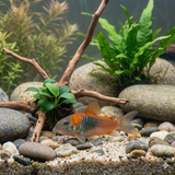 Orange Venezuelan Cory| Corydoras venezuelanus - Tank Bred