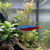 Cardinal Tetra | Paracheirodon axelrodi