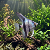 Blue Zebra Angelfish | Pterophyllum scalare