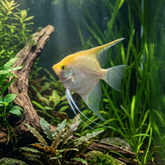 Gold Pearlscale Angelfish | Pterophyllum scalare