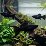 Black Lyretail Molly – Poecilia sphenops - Betta USA Aquatic