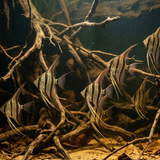 Altum Angelfish – Orinoco | Pterophyllum altum