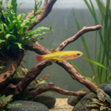 Gold White Cloud Mountain Minnow | Tanichthys albonubes - Betta USA Aquatic