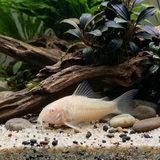 Albino Aeneus Cory Catfish | Corydoras aeneus - Tank Bred - Betta USA Aquatic