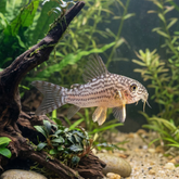 Sterbai Cory Catfish | Corydoras sterbai - Tank Bred - Betta USA Aquatic