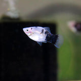 Panda Platy - Xiphophorus maculatus - Betta USA Aquatic