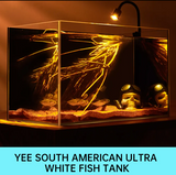 Ultra Clear Rimless Glass Aquarium – Modern Minimalist Fish Tank with Black Background