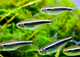Black Neon Tetra | Hyphessobrycon herbertaxelrodi