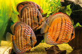 Wild Brown Discus | Symphysodon aequifasciatus - Betta USA Aquatic