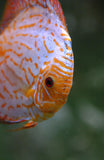 Yellow Pigeon Discus | Symphysodon aequifasciatus - Betta USA Aquatic