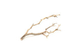 Manzanita Driftwood