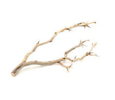 Manzanita Driftwood