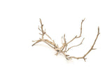 Manzanita Driftwood