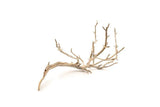 Manzanita Driftwood