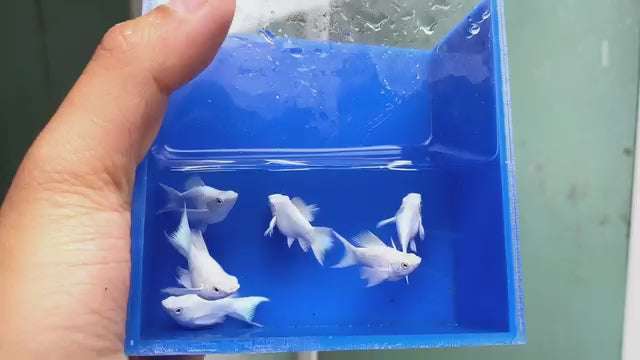 Molly Balloon Platinum White Lyretail – Black Eyes