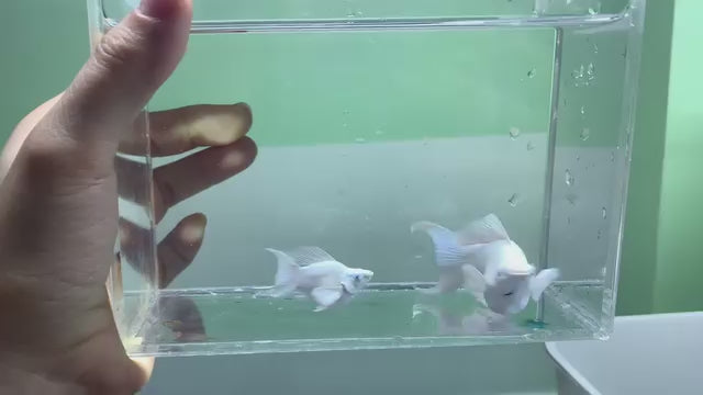 Molly Balloon Platinum White Lyretail – Blue Eyes