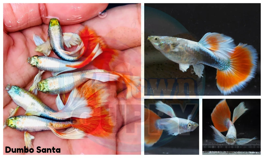 Aquarium Guppy Fish High Quality - Dumbo Santa Claus - Betta USA Aquatic
