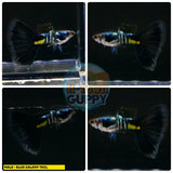 Aquarium Guppy Fish High Quality - Galaxy Blue Tail - Betta USA Aquatic