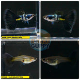 Aquarium Guppy Fish High Quality - Galaxy Blue Tail - Betta USA Aquatic