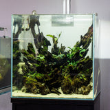 UNS 40C - 16.9 Gallon Ultra Clear Rimless Aquarium - Betta USA Aquatic