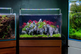 UNS 60A - 20 Gallon Dual AIO Rimless Aquarium - Betta USA Aquatic