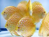Yellow Pigeon Discus | Symphysodon aequifasciatus - Betta USA Aquatic