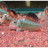 Emerald 'Brochis' | Corydoras splendens- Tank Bred - Betta USA Aquatic