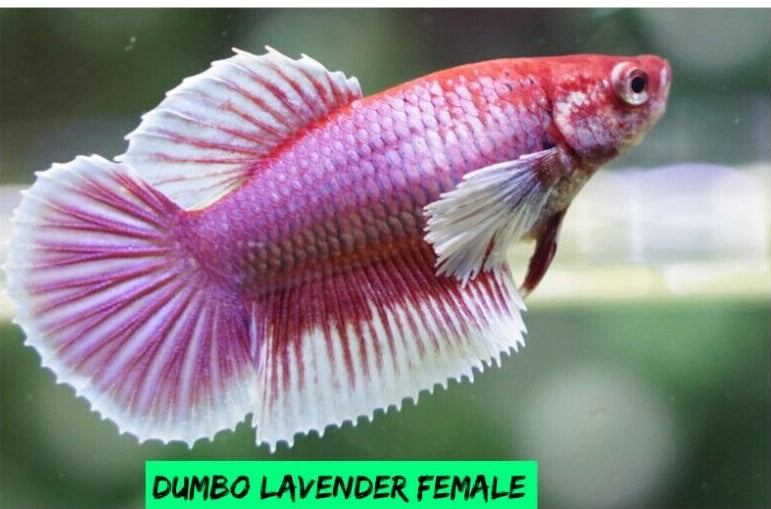 Lavender Dumbo - Female Betta for Sorority Tank or Breeding - Betta USA Aquatic