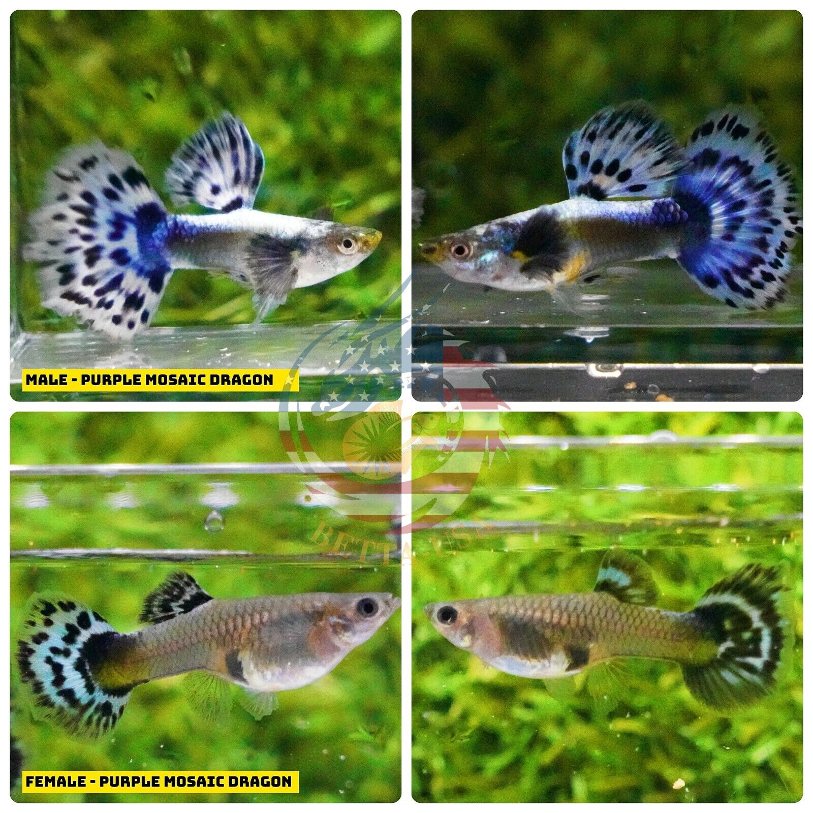 guppy fish types