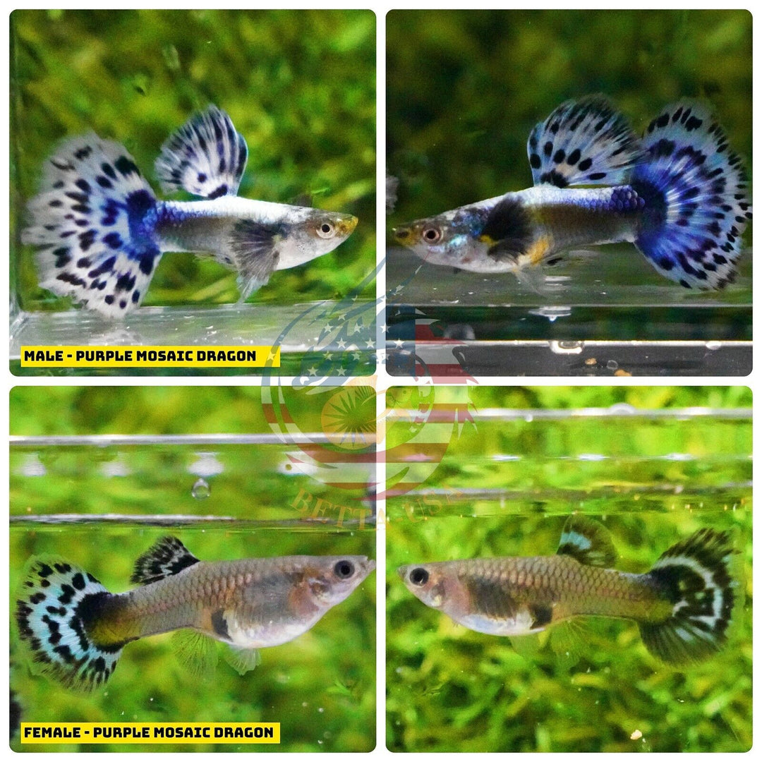 Aquarium Guppy Fish High Quality-  Purple Mosaic Dragon