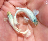 Aquarium Guppy Fish High Quality -  Platinum German White - Betta USA Aquatic