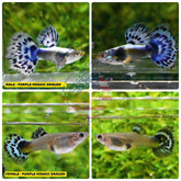 Aquarium Guppy Fish High Quality-  Purple Mosaic Dragon - Betta USA Aquatic