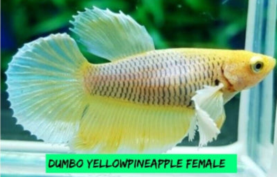 Yellow Pineapple Dumbo - Female Betta for Sorority Tank or Breeding - Betta USA Aquatic