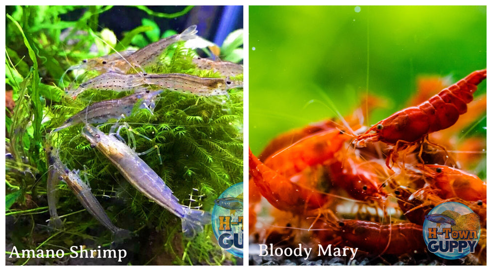 (COMBO ) 10+1 Amano & 10+1 Bloody Mary Freshwater Neocaridina Aquarium Shrimp - Betta USA Aquatic