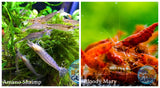(COMBO ) 10+1 Amano & 10+1 Bloody Mary Freshwater Neocaridina Aquarium Shrimp - Betta USA Aquatic